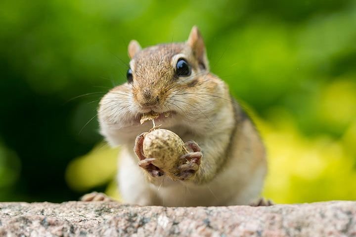 500+ Chipmunk Names: Cute, Funny & Unique Name Ideas