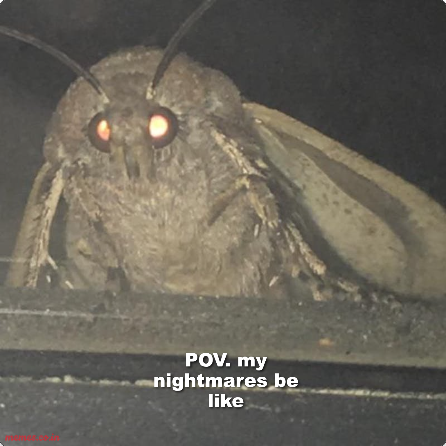 Moth