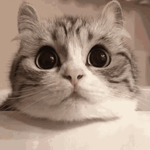 котик GIF