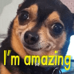 Im Amazing Dog GIF