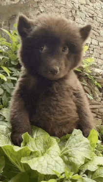 Baby Bear Noticing GIF