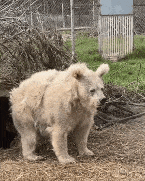 Bear Back To Bed GIF