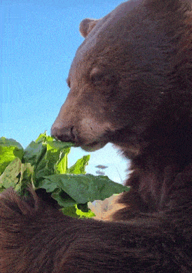 Bear Eating GIF