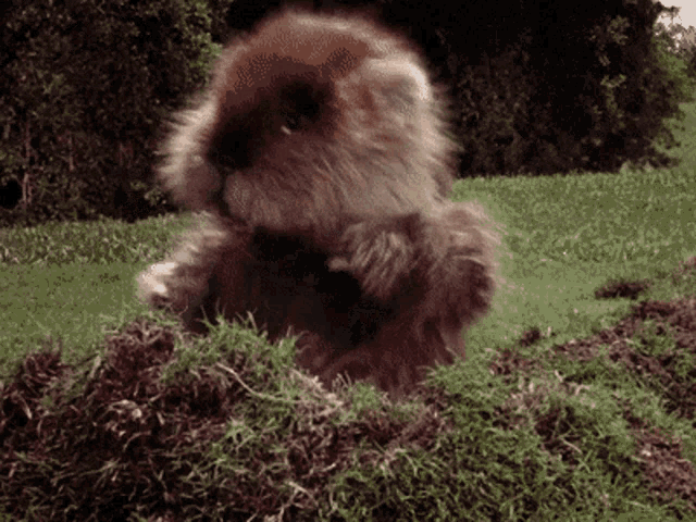 Caddyshack Gopher GIF