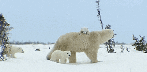 Canadian Polar Bears Churchill Manitoba GIF
