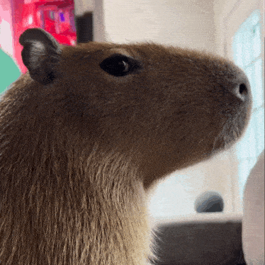 Capybara GIF
