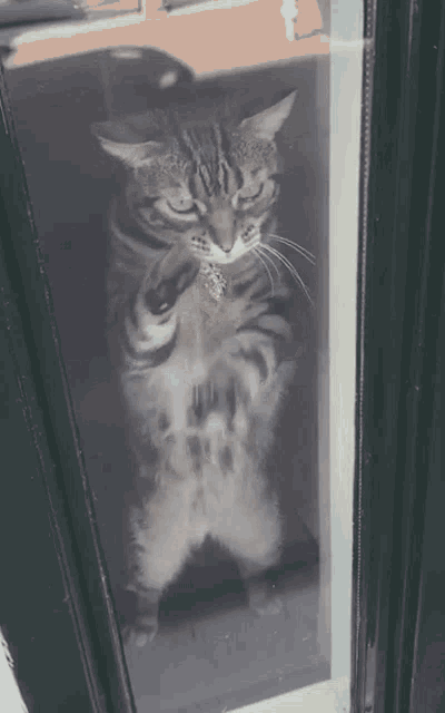 Cat Attack GIF