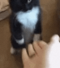 Cat High Five GIF