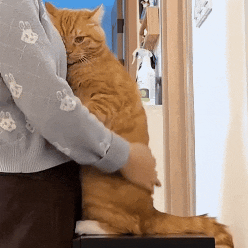 Cat Comfort Cat Petting GIF