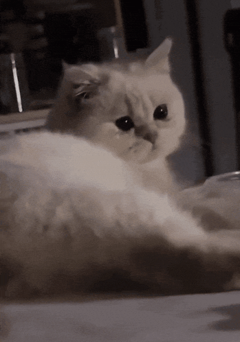 Crying Cat GIF