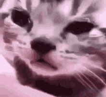 Cat Crying Cat Meme GIF