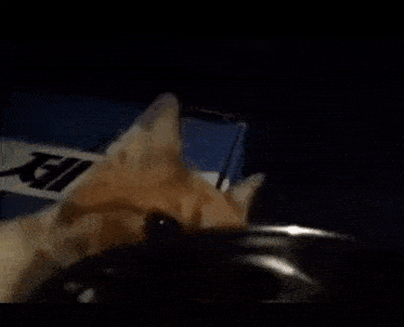 Cat Crying And Eating GIF