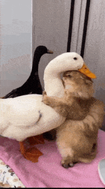 Cat Hug GIF