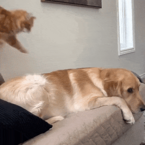 Cat Jump On Dog Hug GIF