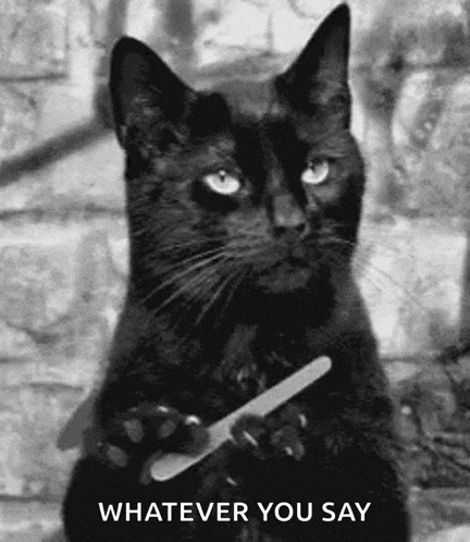 Cat Sassy GIF
