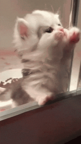 Cat Scratch GIF