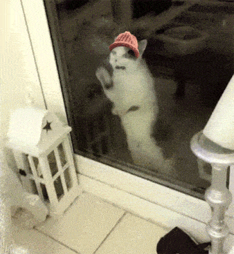 Cat Wtf GIF