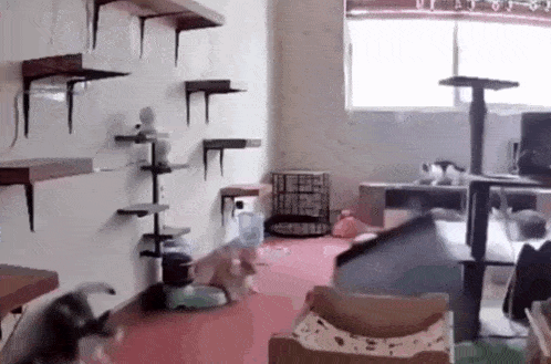 Cats Cat Meme GIF