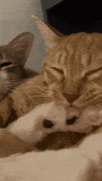 Cats Cuddling Cat Cuddle GIF