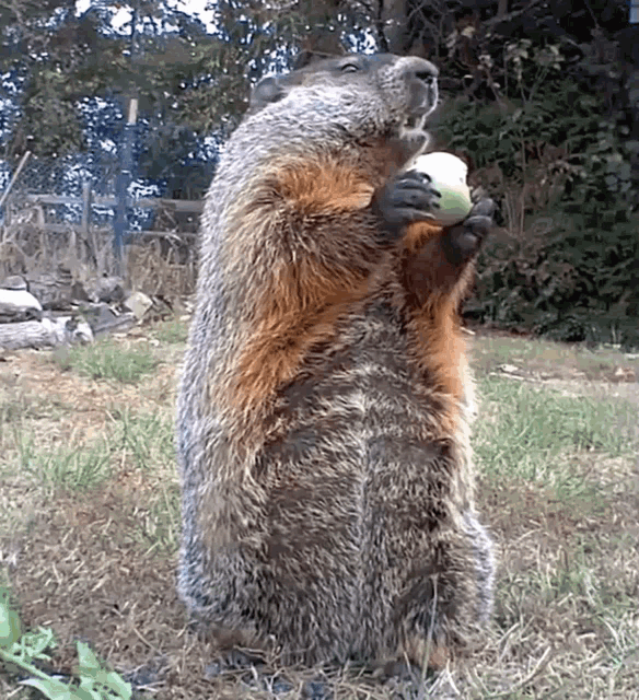 Chunk The Groundhog Chunk GIF