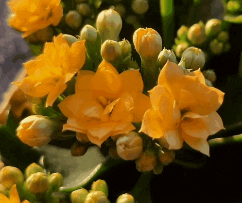 Congrats Flower GIF