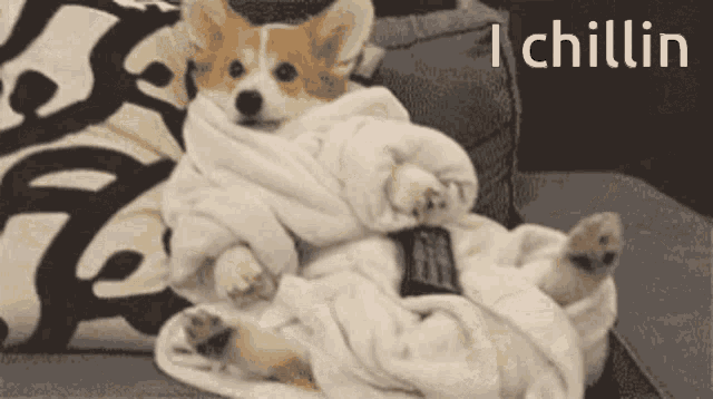 Corgi Chilling GIF