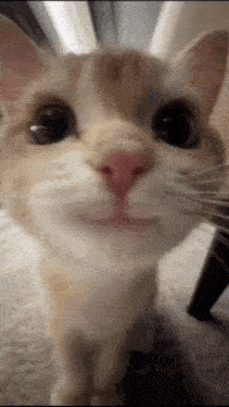 Curious Cat GIF