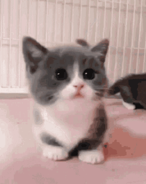Cute Cat GIF
