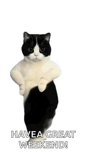 Cat Dancing GIF