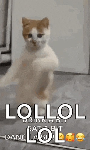 Dancing Cat Dance GIF