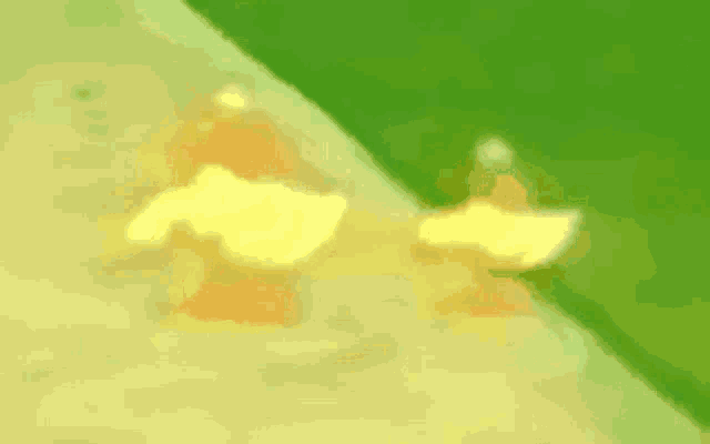 Duck Dancing GIF