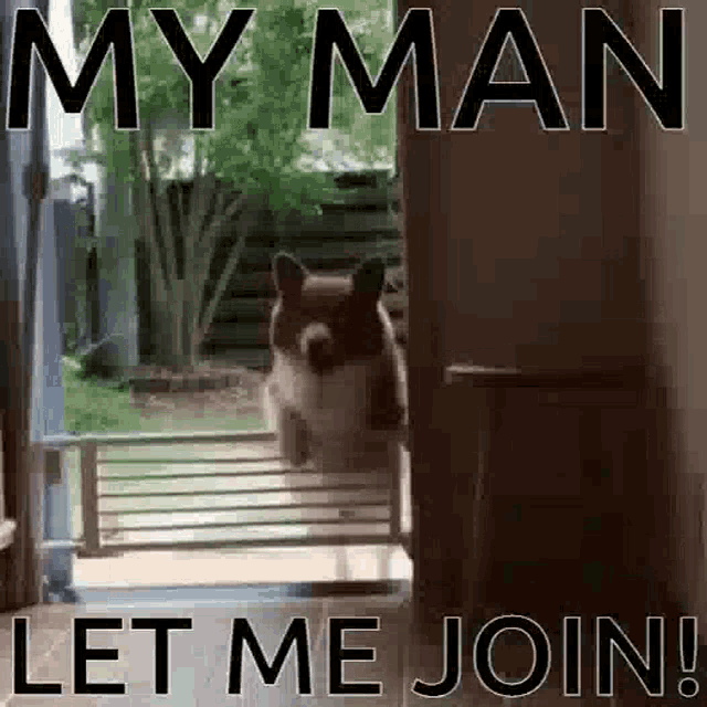Dog Corgi GIF