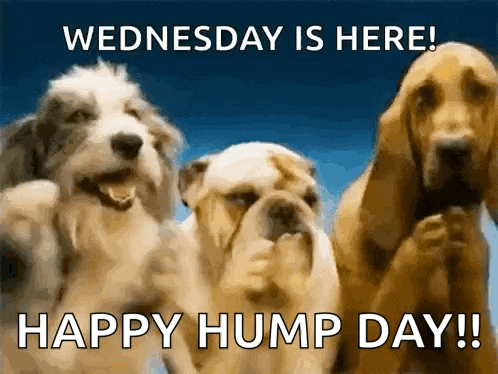 Dogs Puppy GIF