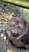Fat Fat Monkey GIF