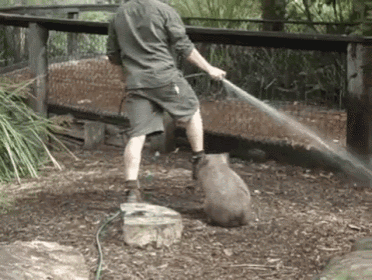 Fat Wombat Wants To Play! GIF