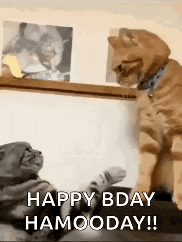 Fighting Cat Meme GIF