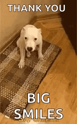 Funny Animals Say Cheese GIF