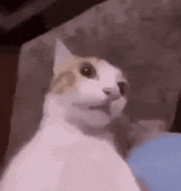 Funny Cats Meme GIF