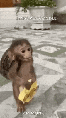 Giantsbetta Small Monkey GIF
