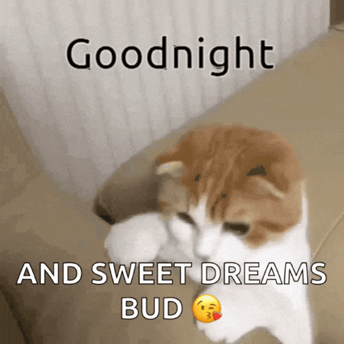 Goodnight Kitty GIF