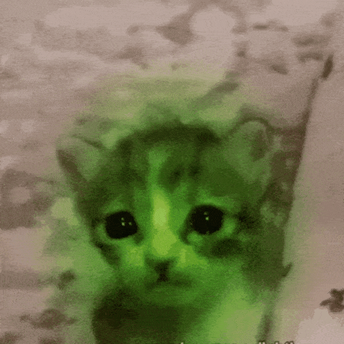 Green Cat Vorperian GIF