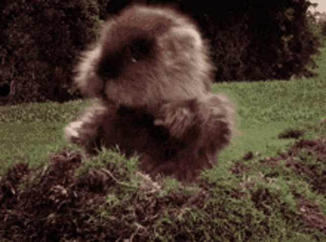 Groundhog Day GIF