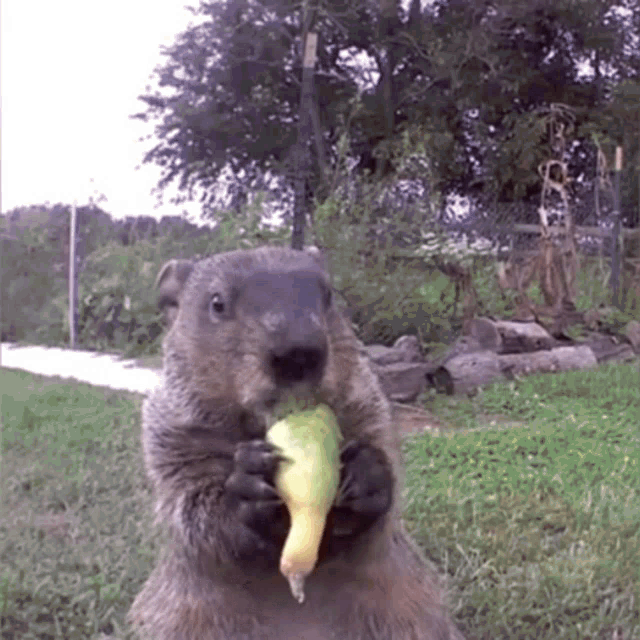Groundhog Eating Gif