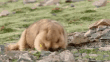 Groundhog Robert The Groundhog GIF