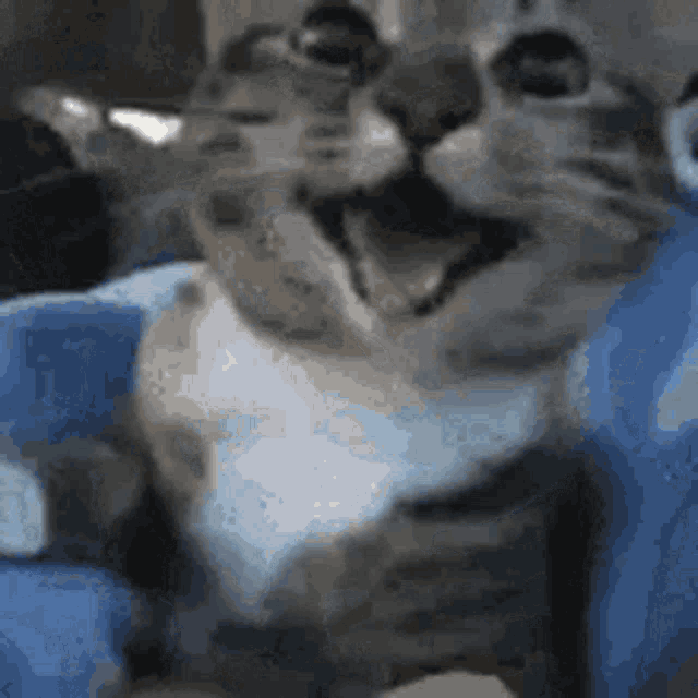 Happy Cat GIF