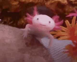 Happy Smile GIF
