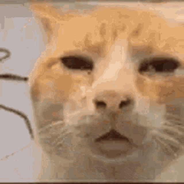 Huh Cat GIF