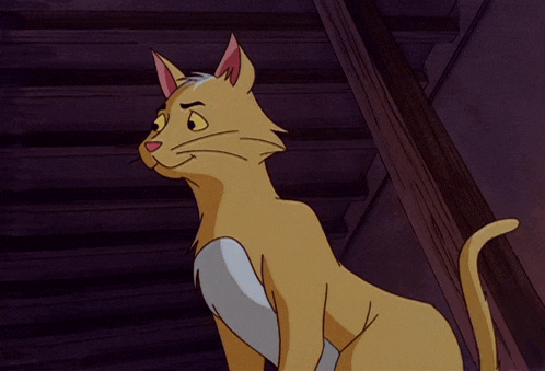Huh Cat What GIF