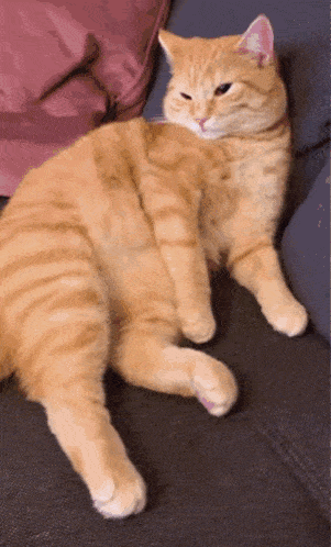 Jayandwine Cute Cat GIF