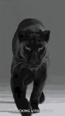 Jungle Cats Black Panther GIF